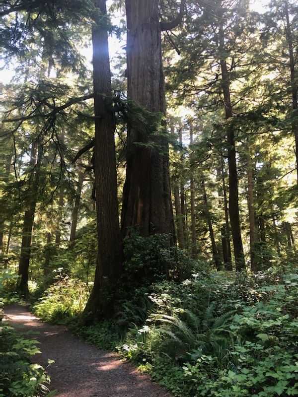 Old trees at the Oregon Coast